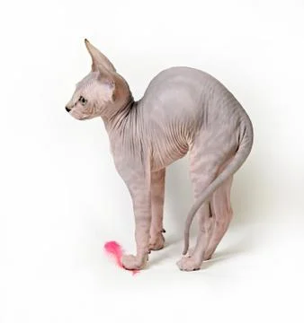 Sphinx cat Stock Photos