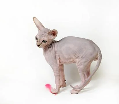Sphinx cat Stock Photos