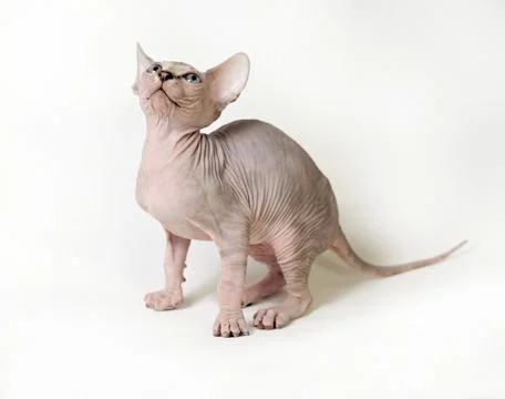 Sphinx cat Stock Photos