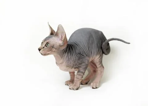 Sphinx cat Stock Photos