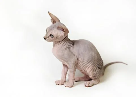 Sphinx cat Stock Photos