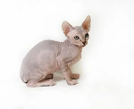 Sphinx cat Stock Photos
