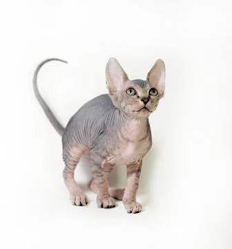 Sphinx cat Stock Photos