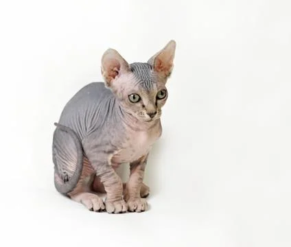 Sphinx cat Stock Photos