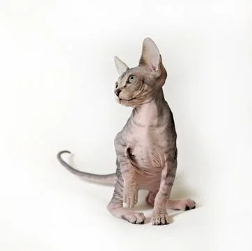 Sphinx cat Stock Photos