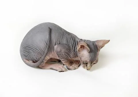 Sphinx cat Stock Photos