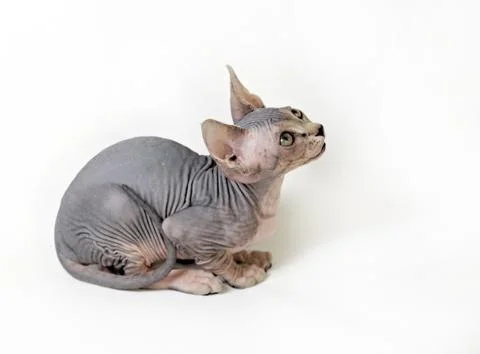Sphinx cat Stock Photos