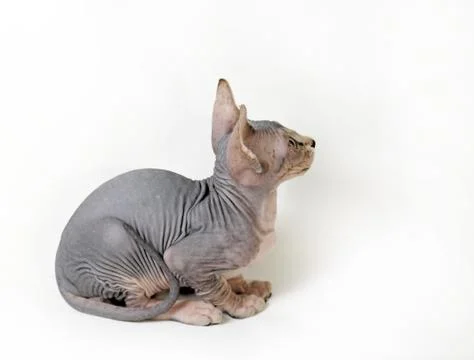 Sphinx cat Stock Photos