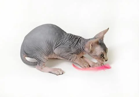 Sphinx cat Stock Photos