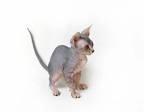 Sphinx cat Stock Photos