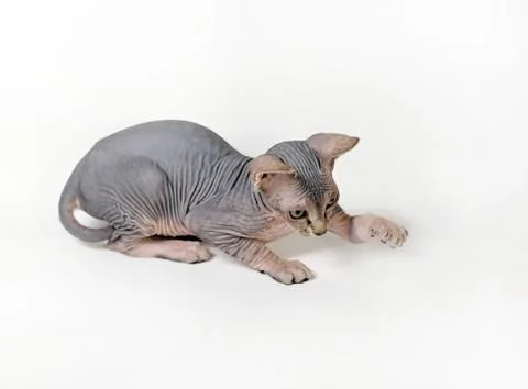 Sphinx cat Stock Photos