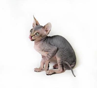 Sphinx cat Stock Photos
