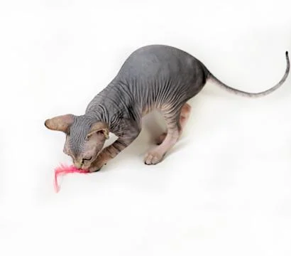 Sphinx cat Stock Photos