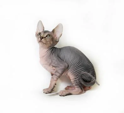 Sphinx cat Stock Photos
