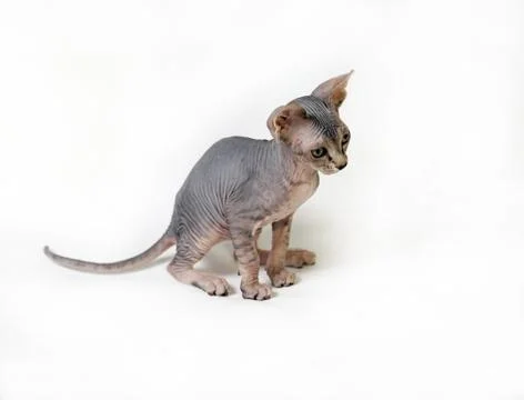 Sphinx cat Stock Photos