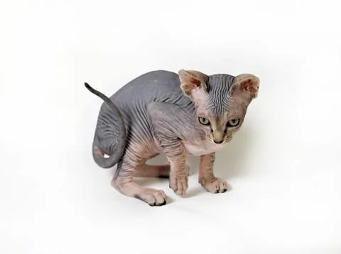 Sphinx cat Stock Photos
