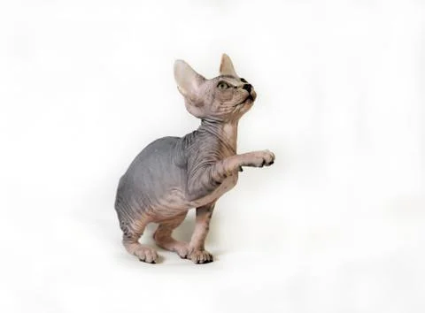 Sphinx cat Stock Photos