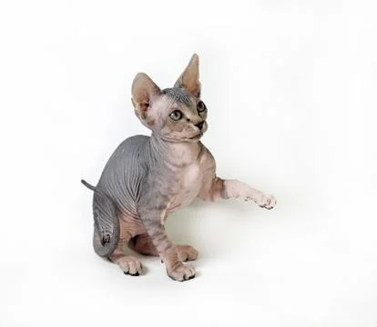 Sphinx cat Stock Photos