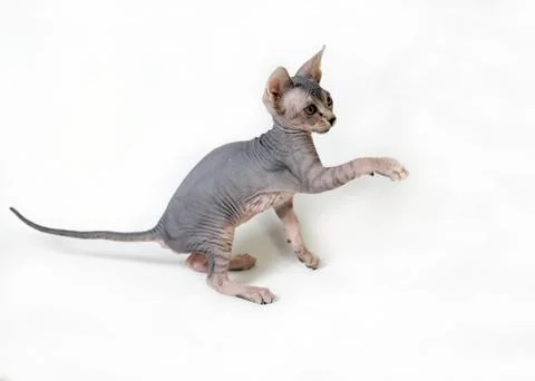 Sphinx cat Stock Photos