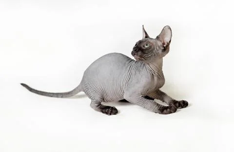 Sphinx cat Stock Photos