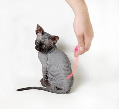 Sphinx cat Stock Photos