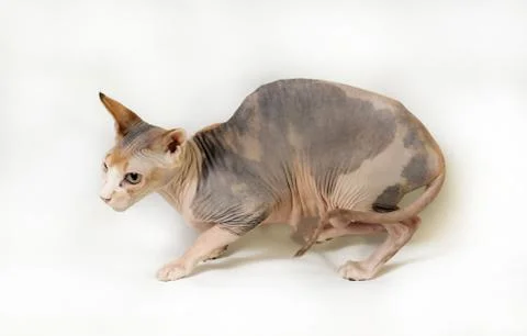 Sphinx cat Stock Photos