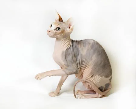 Sphinx cat Stock Photos