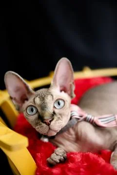 Sphinx cat Stock Photos