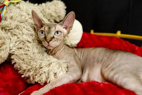 Sphinx cat Stock Photos
