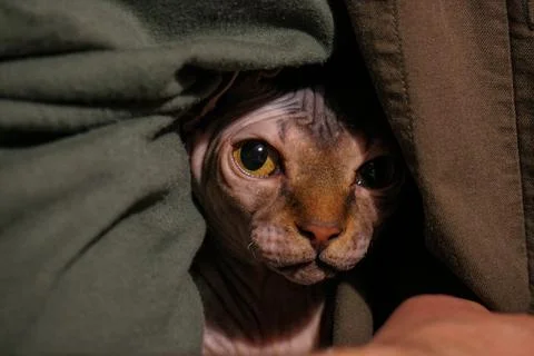 The sphinx cat. Stock Photos