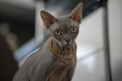 Sphinx cat Stock Photos