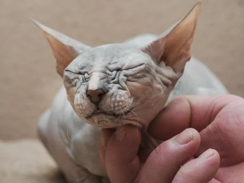 Sphinx cat Stock Photos