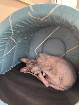 Sphinx cat plays Stock Photos