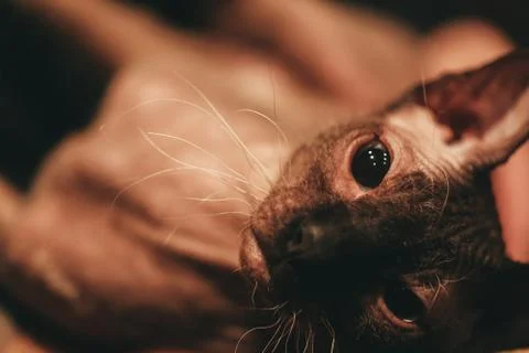 Sphinx cat portrait. Closeup muzzle of a bald cat. Dark toning. Film grain Stock Photos