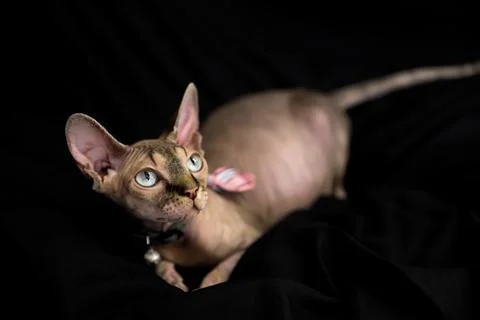A sphinx cat posing on a black background Stock Photos