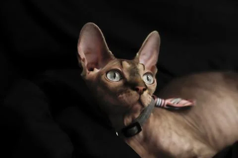 A sphinx cat posing on a black background Stock Photos