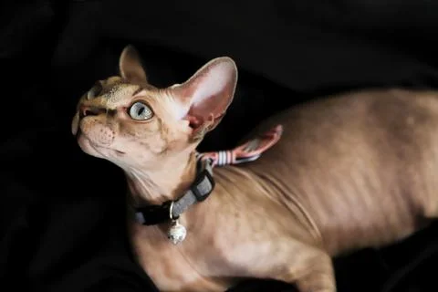 A sphinx cat posing on a black background Stock Photos