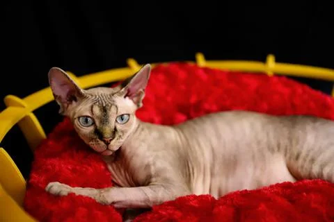 A sphinx cat posing on a black background and on a red plush Stock Photos