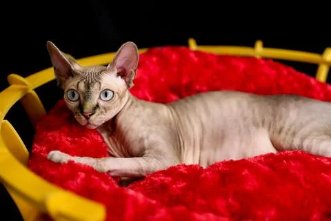 A sphinx cat posing on a black background and on a red plush Stock Photos