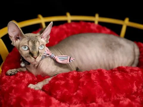 A sphinx cat posing on a black background and on a red plush Stock Photos