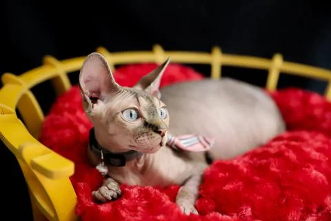 A sphinx cat posing on a black background and on a red plush Stock Photos