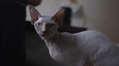 Sphinx cat showing teeth Stock Footage 55789615