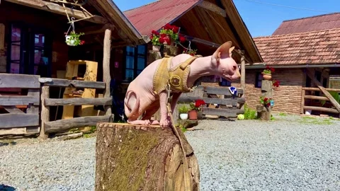 The Sphinx cat sits on a large stump in the middle of  the yard. Stock-Footage 250970595