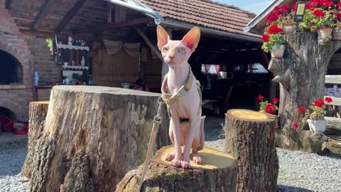 The Sphinx cat sits on a stump outside in the yard. Stock Footage 250410179