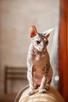 Sphinx cat sitting on a couch. Hairless pet looks arrogant. Stock Photos