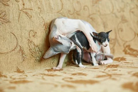 Sphinx cat washes her two little kitten Stock Photos