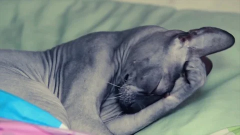 Sphinx cat washing head Stock Footage 113821475