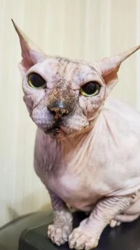 Sphinx cat without fur close-up. A bald cat Stock Photos