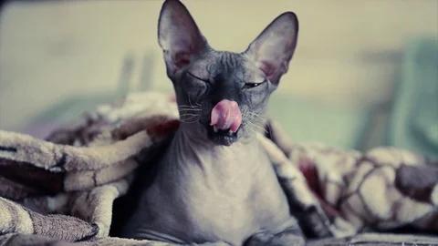 Sphinx cat yawns under blanket Stock Footage 113821152
