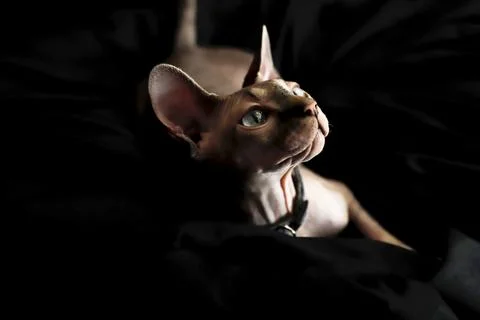 Sphinx cat_1 Stock Photos